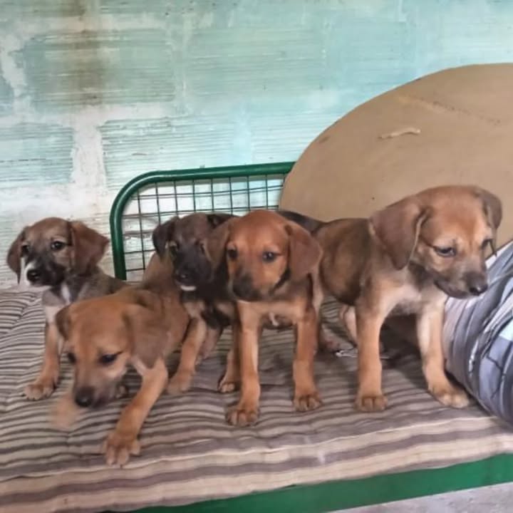 Adopción de cachorras en Cartago y Pereira 