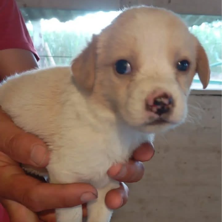 Cachorritos en adopción responsable 
