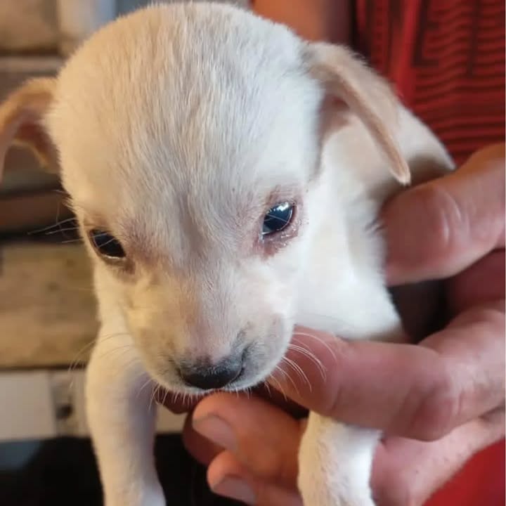 Cachorritos en adopción responsable 