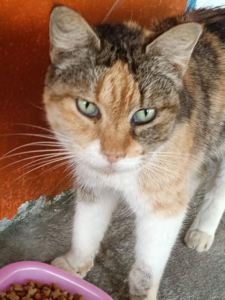 Gatita en adopción en Risaralda, Colombia 