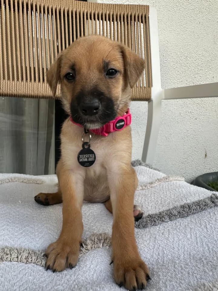 Cachorrita en adopción 
