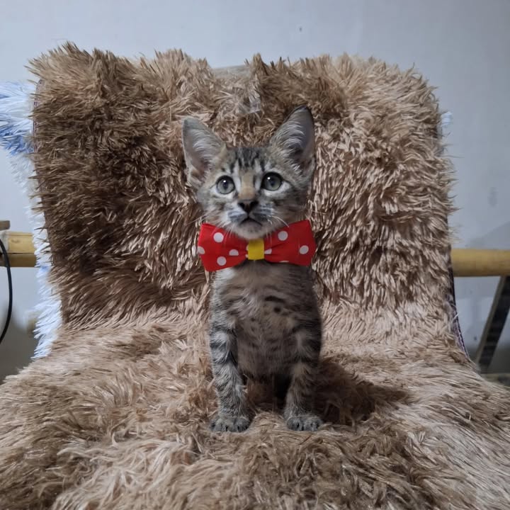 Gaticos en adopción responsable en Risaralda 