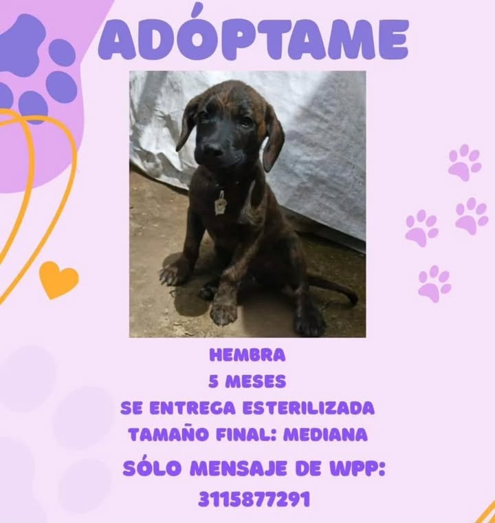 Adopción de Cachorro en Risaralda, Colombia 