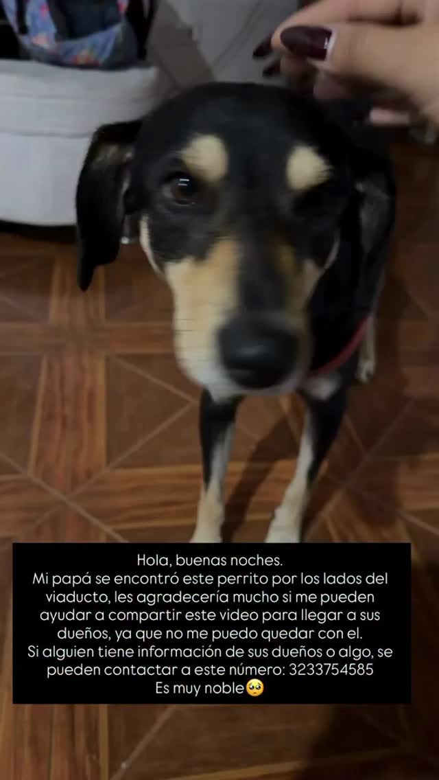 Perro encontrado en Pereira, Risaralda 