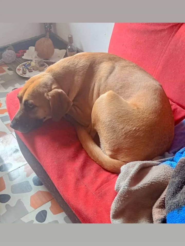 Adopción Canina en Risaralda: Perla Briyit Busca un Hogar 