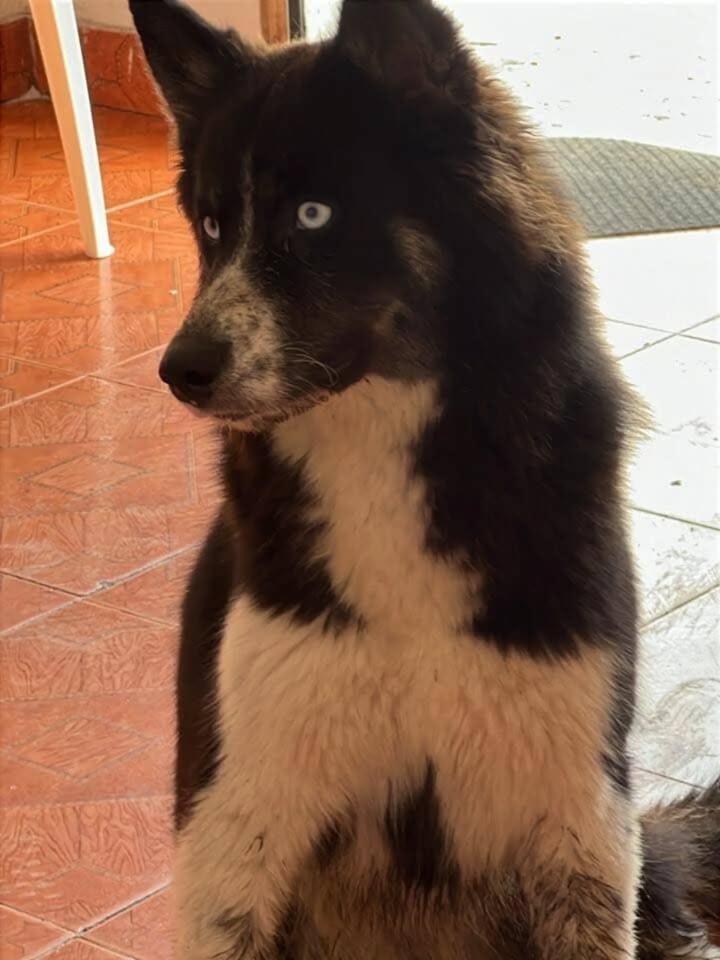 Adopción de perro en Toro, Valle del Cauca 