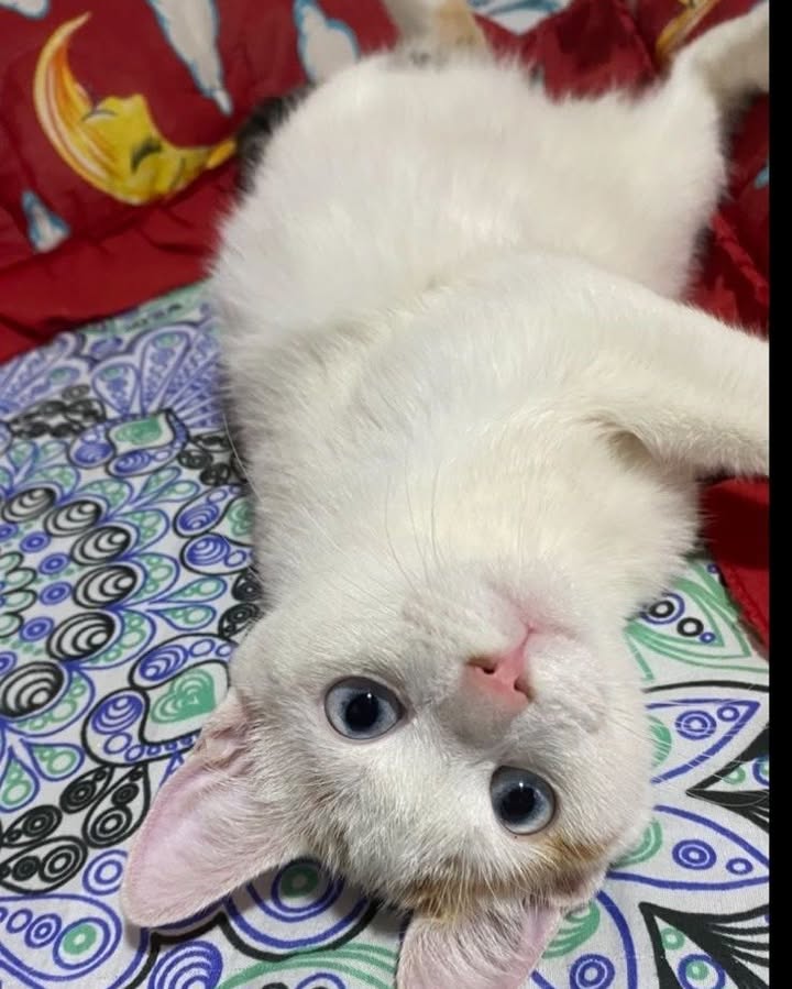 Gatita en adopción en Risaralda 