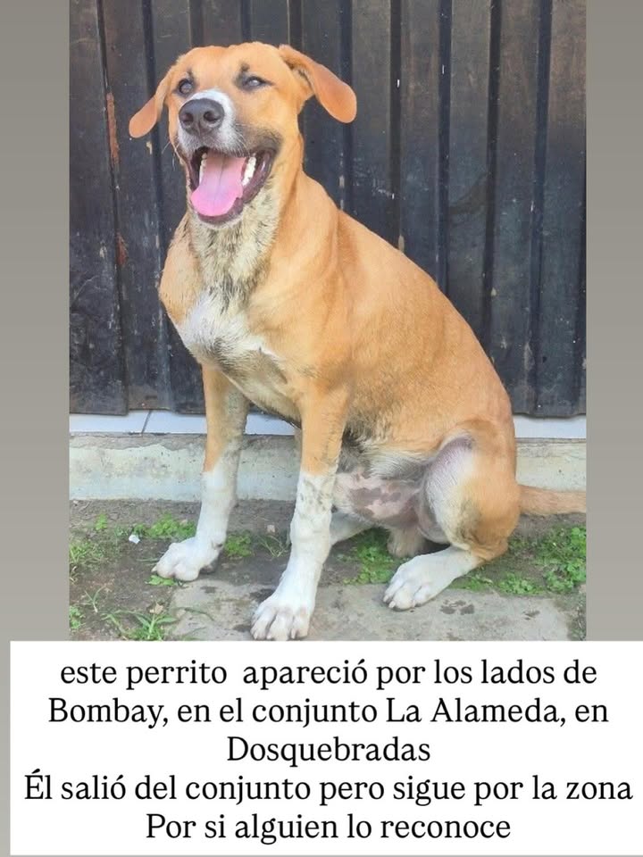Perro encontrado en Dosquebradas 