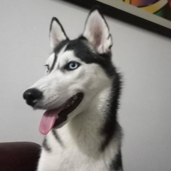 Adopción de Perro en Risaralda 