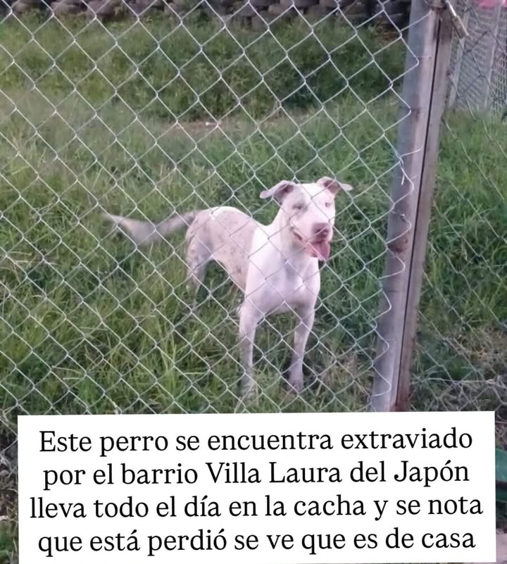 Perro extraviado en Villa Laura del Japón 