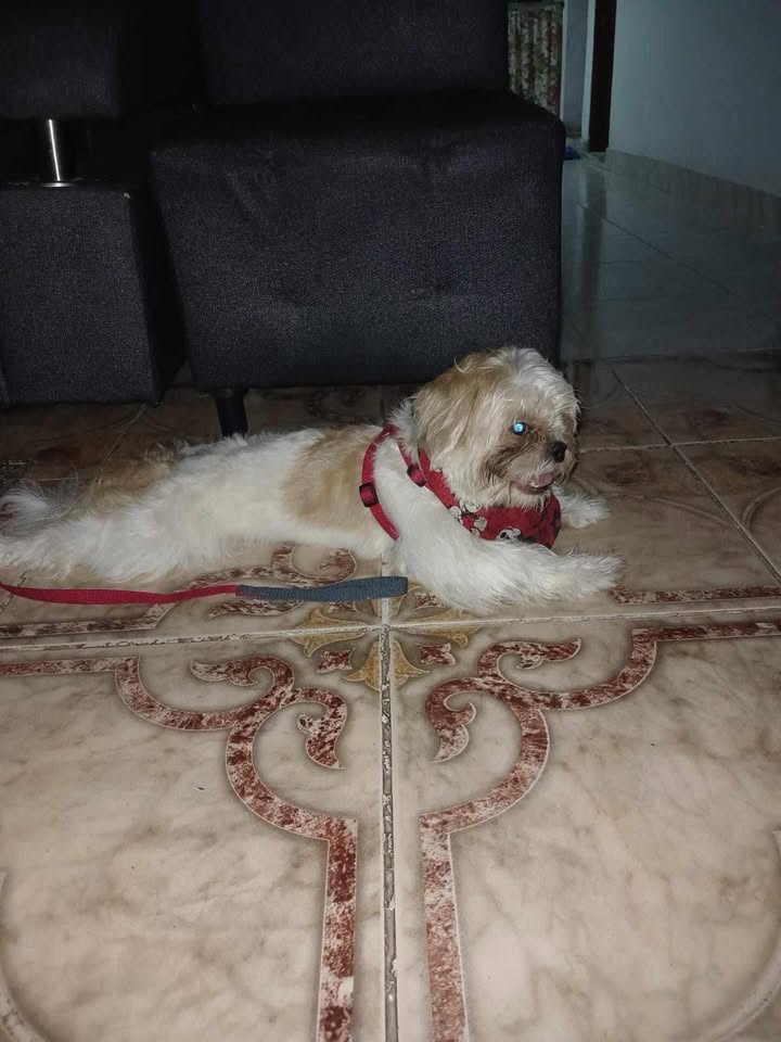 Perrito encontrado en el centro de Pereira con collar azul 