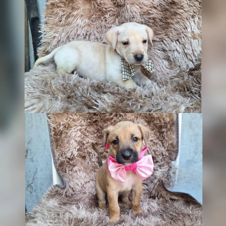 Cachorros en adopción en Risaralda 