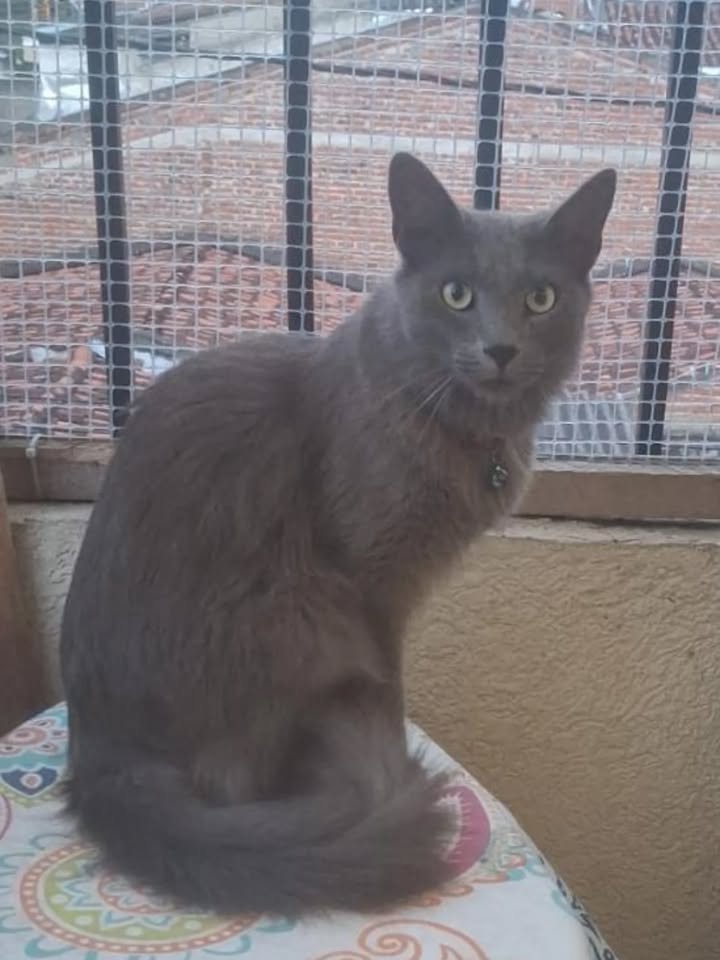 Gato en adopción en Risaralda 