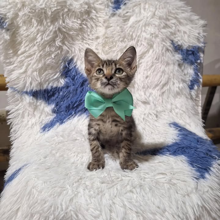 Gaticos en adopción responsable en Risaralda 