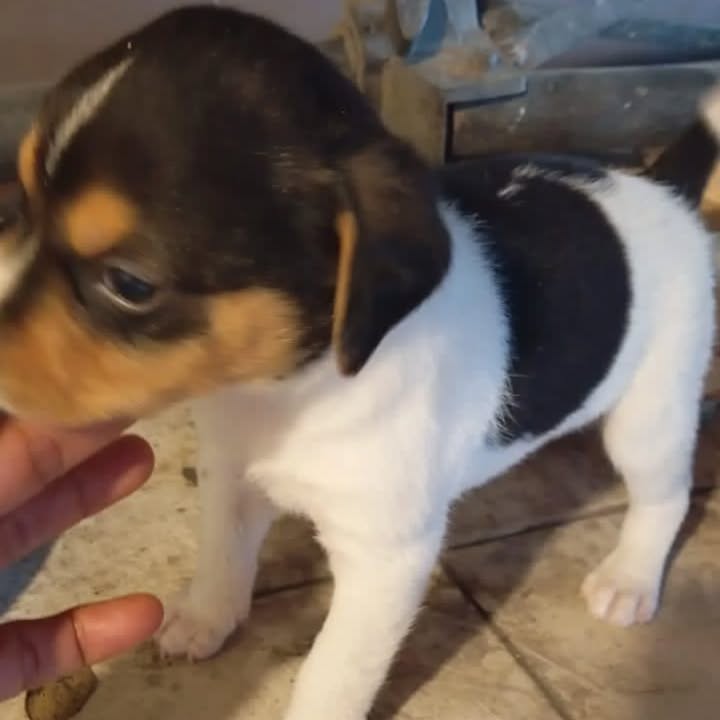 Cachorritos en adopción responsable 