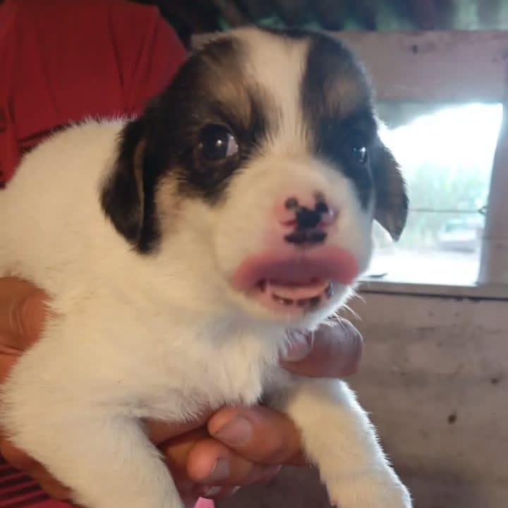 Cachorritos en adopción responsable 
