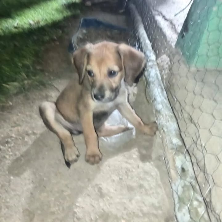 Adopción de Cachorro en Risaralda, Colombia 