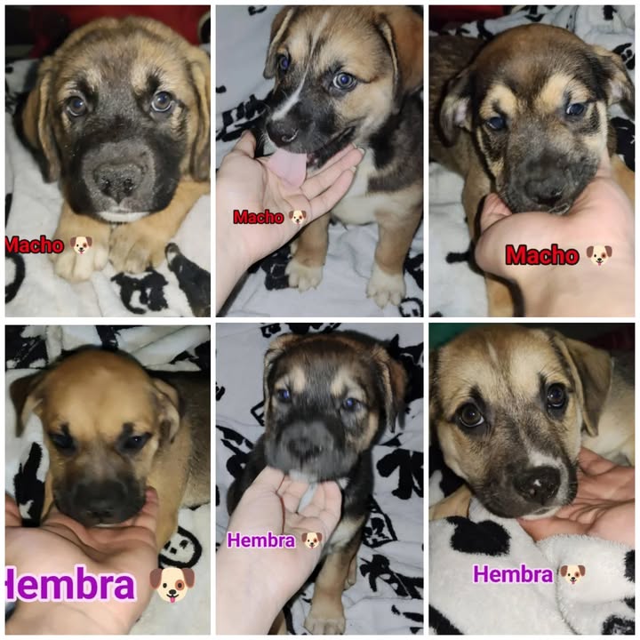 Adopción de cachorros mestizos en Pereira 