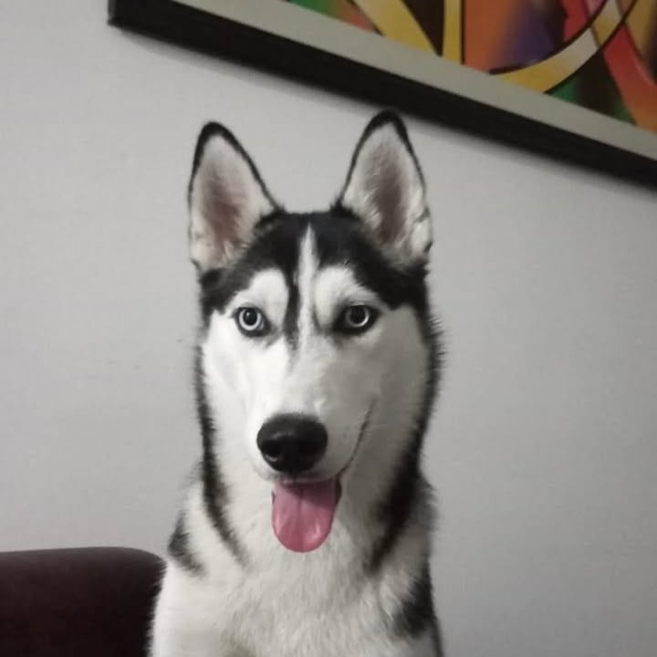 Adopción de Perro en Risaralda 