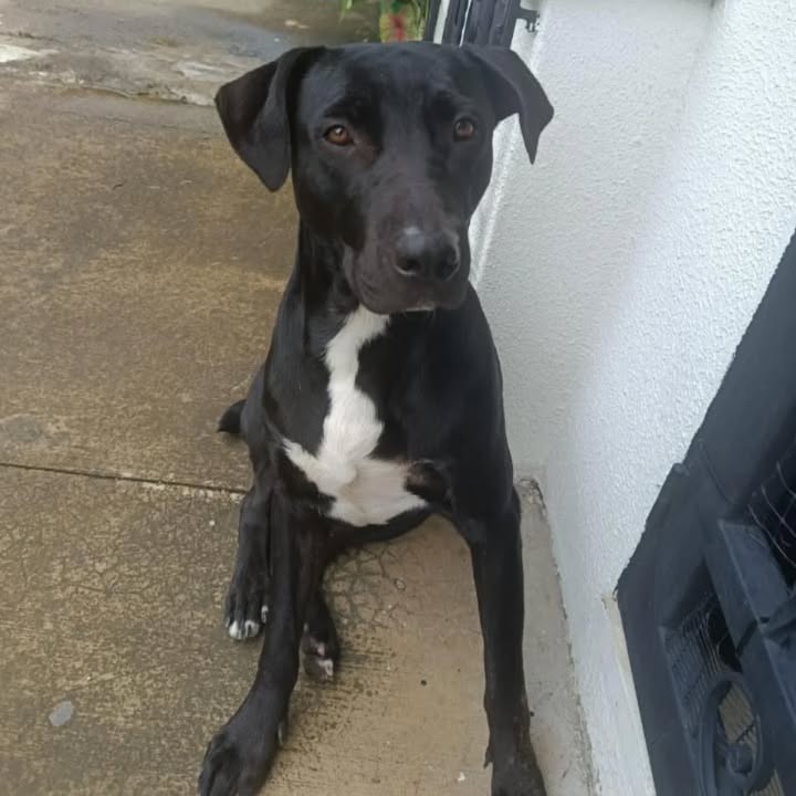 Adopción de perro en Risaralda 