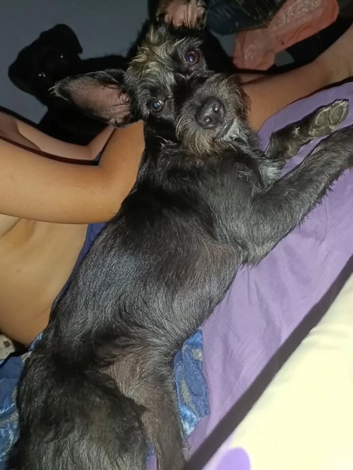 Adopción de Perro en Risaralda 