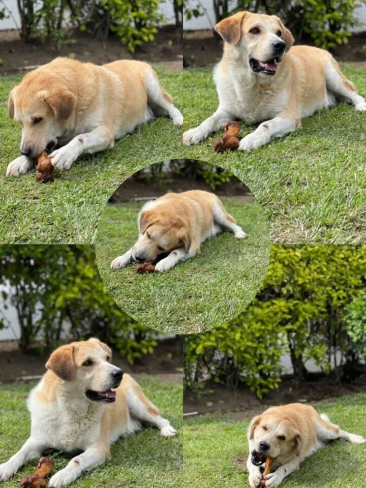 Adopción de perro Golden Retriever - Risaralda, Colombia 