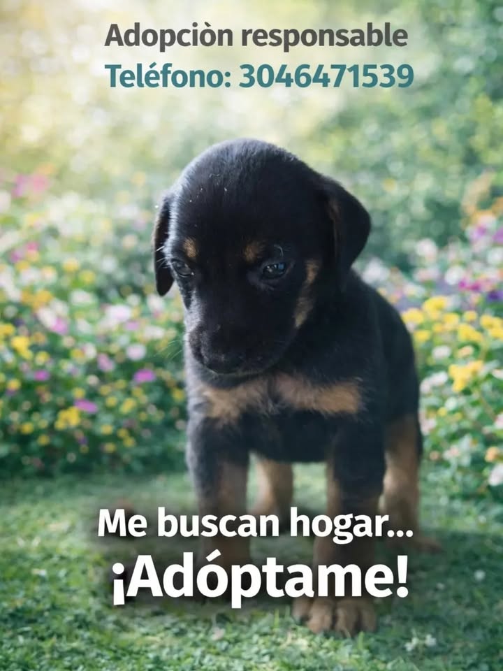 Cachorros en adopción en Risaralda 