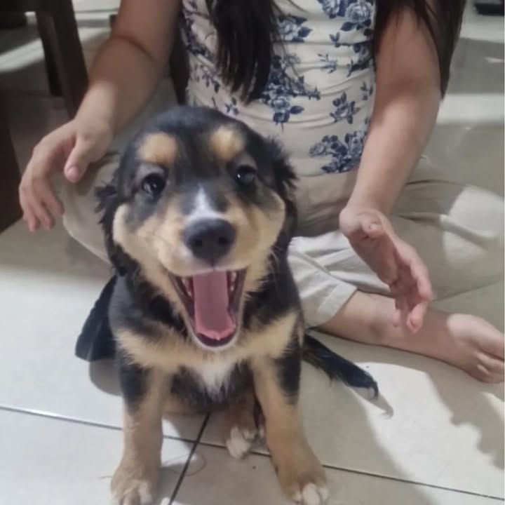 Cachorritas en adopción 