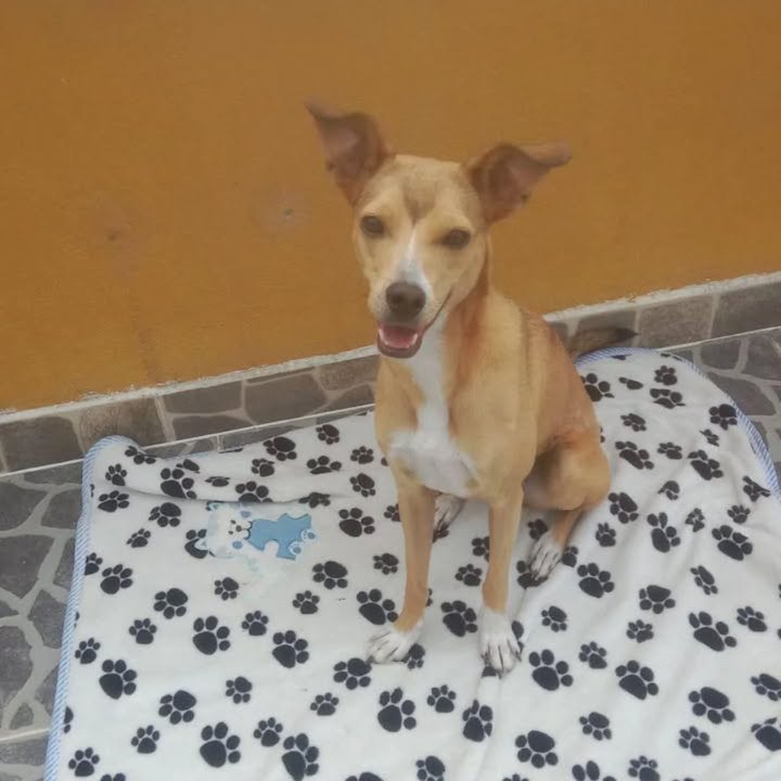 Adopción Canina en Risaralda 