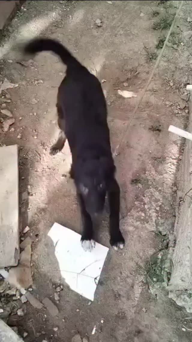 Adopción de Cachorro en Risaralda 