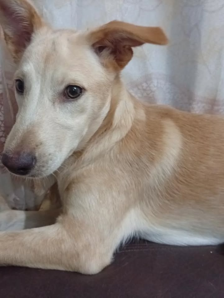 Celeste busca hogar en Risaralda 