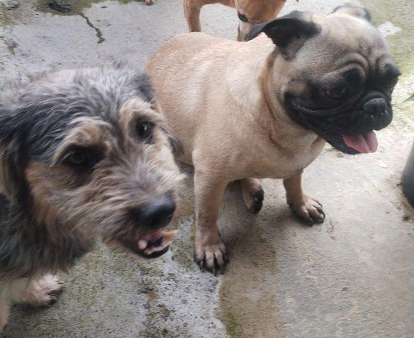 Perros encontrados en Monserrate Bajo, Santa Rosa de Cabal, Risaralda 