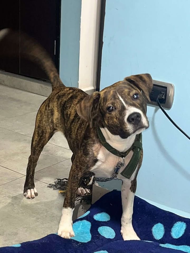 Adopción de Perro en Risaralda 