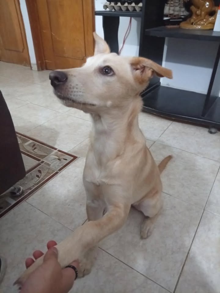 Celeste busca hogar en Risaralda 