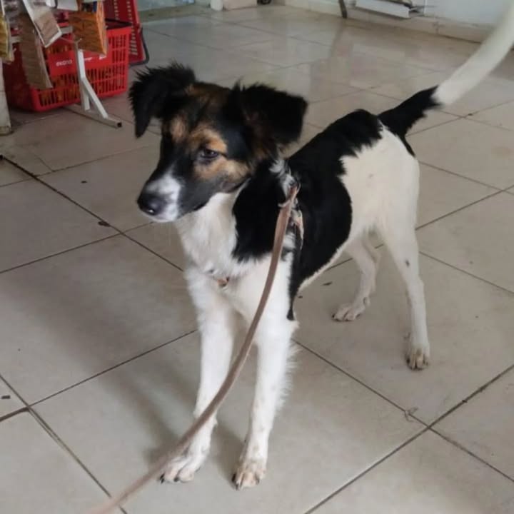 Adopción Canina en Risaralda 