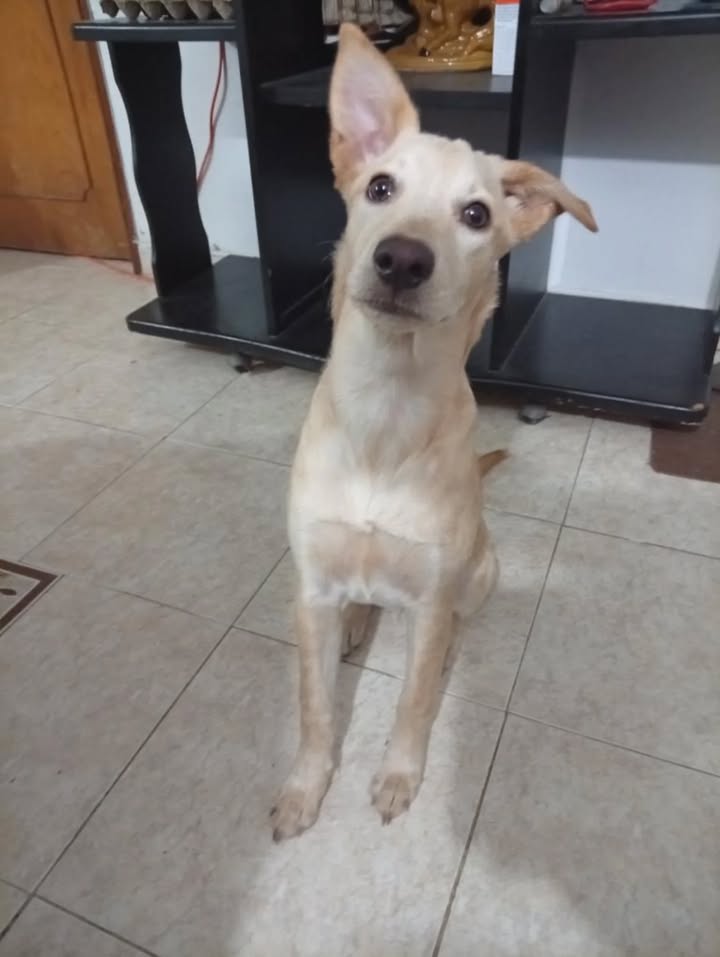 Celeste busca hogar en Risaralda 