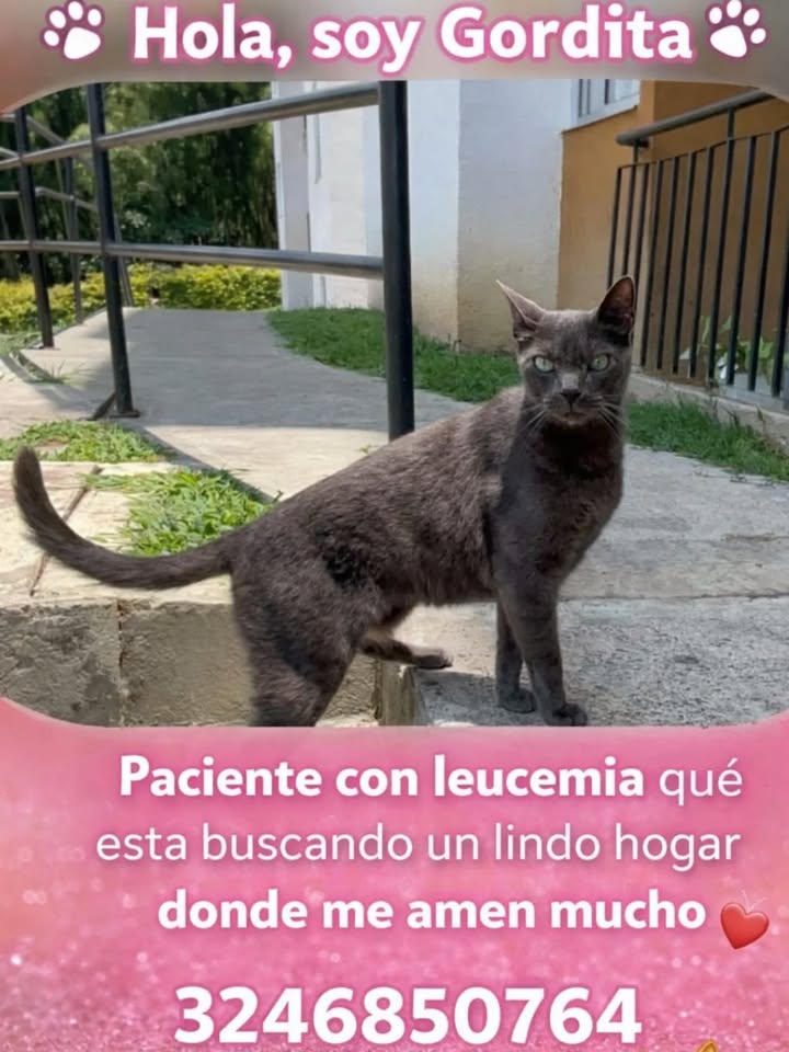 Adopción Gato en Risaralda 