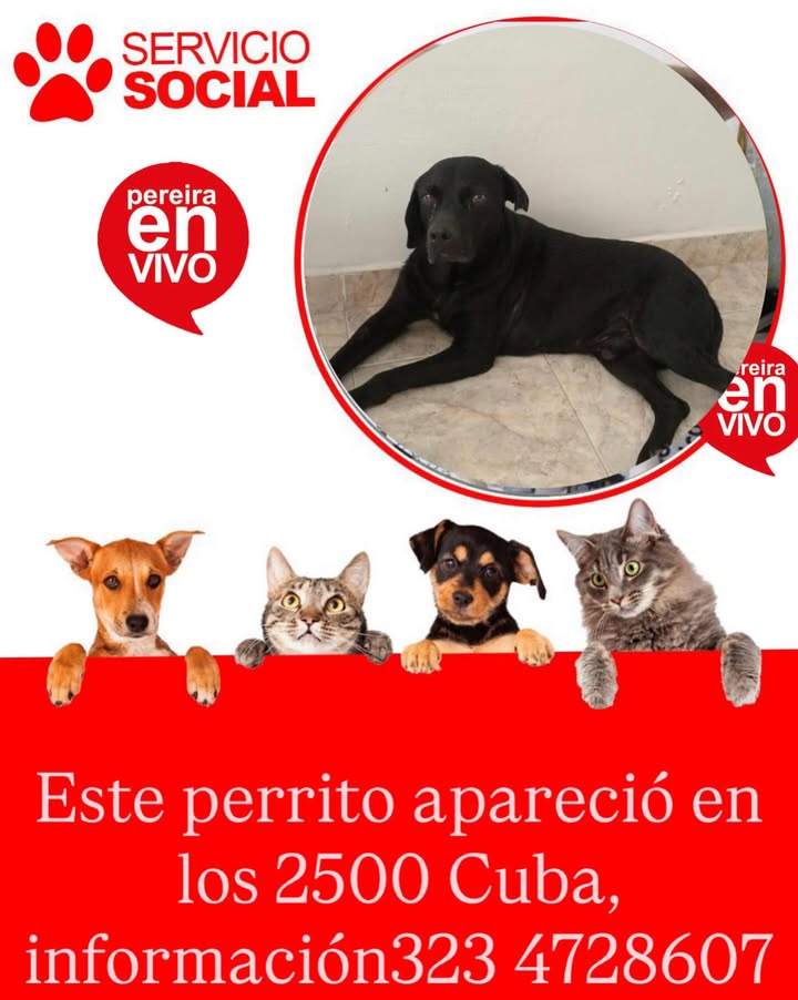 Perro encontrado en Cuba 