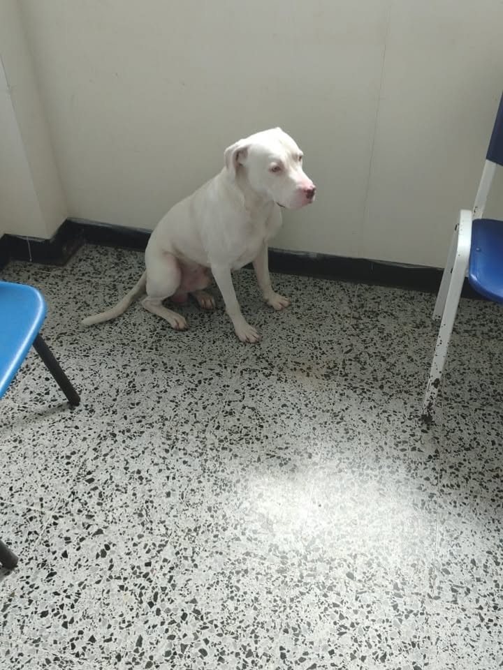Perrito blanco encontrado en el puesto de salud de Altagracia, Risaralda 