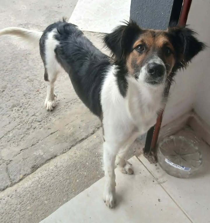 Adopción de Perro en Risaralda 
