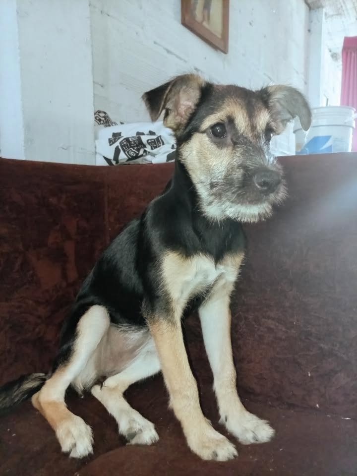 Adopción de Perro en Risaralda 