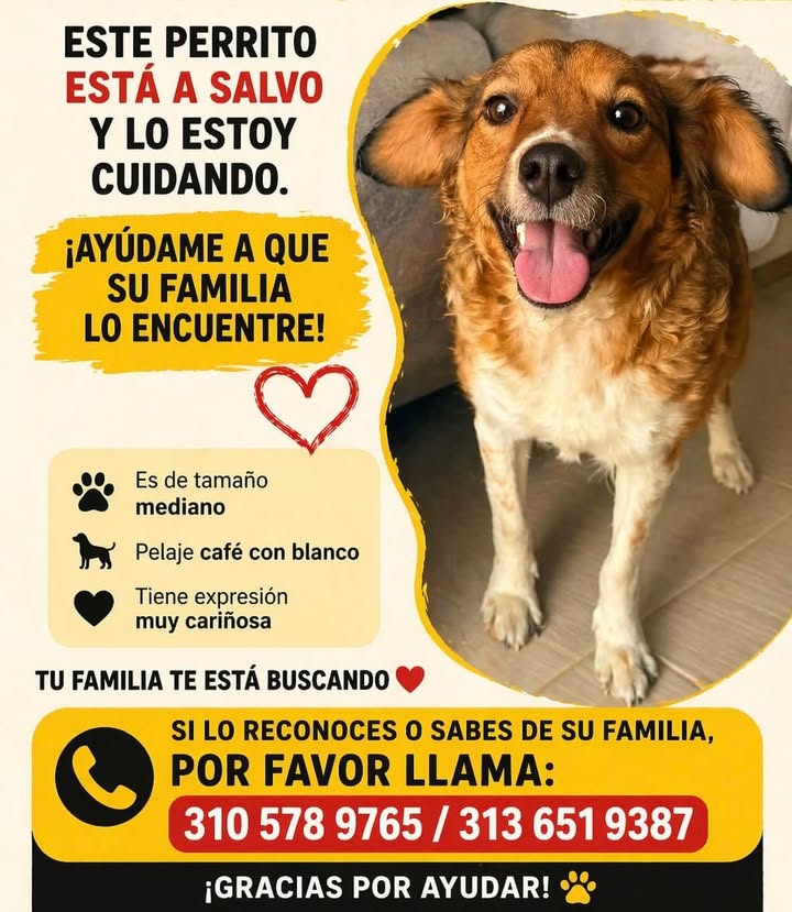 Perro encontrado en Risaralda 