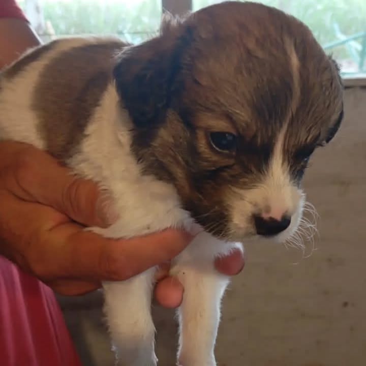 Cachorritos en adopción responsable 