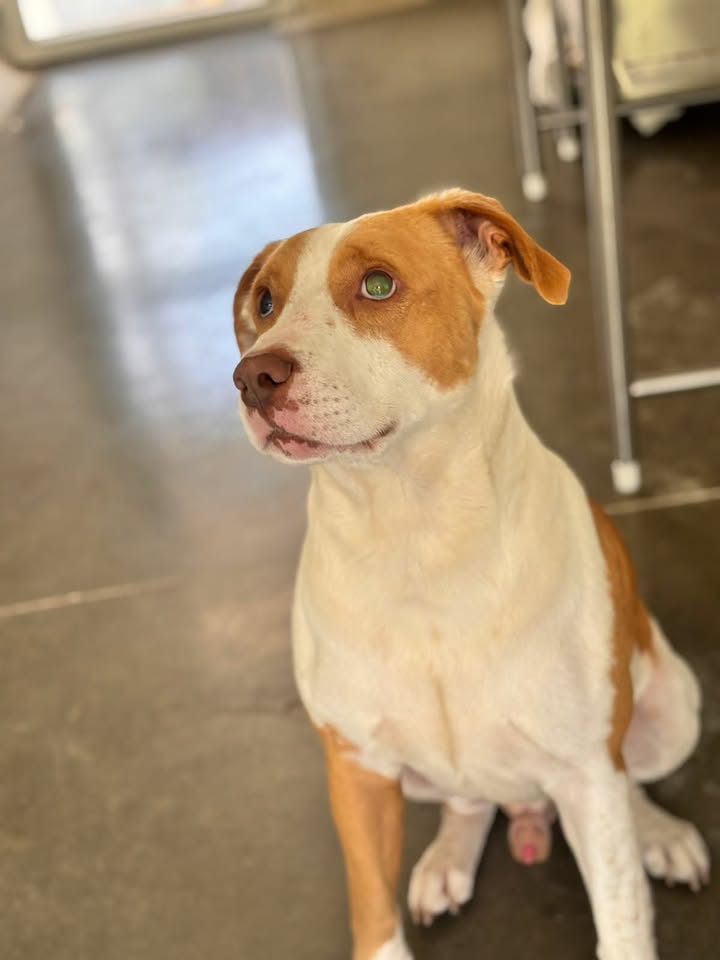 Adopción Canina en Manizales 