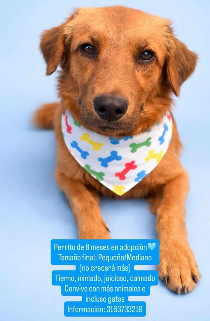 Adopción de Perrito en Risaralda 