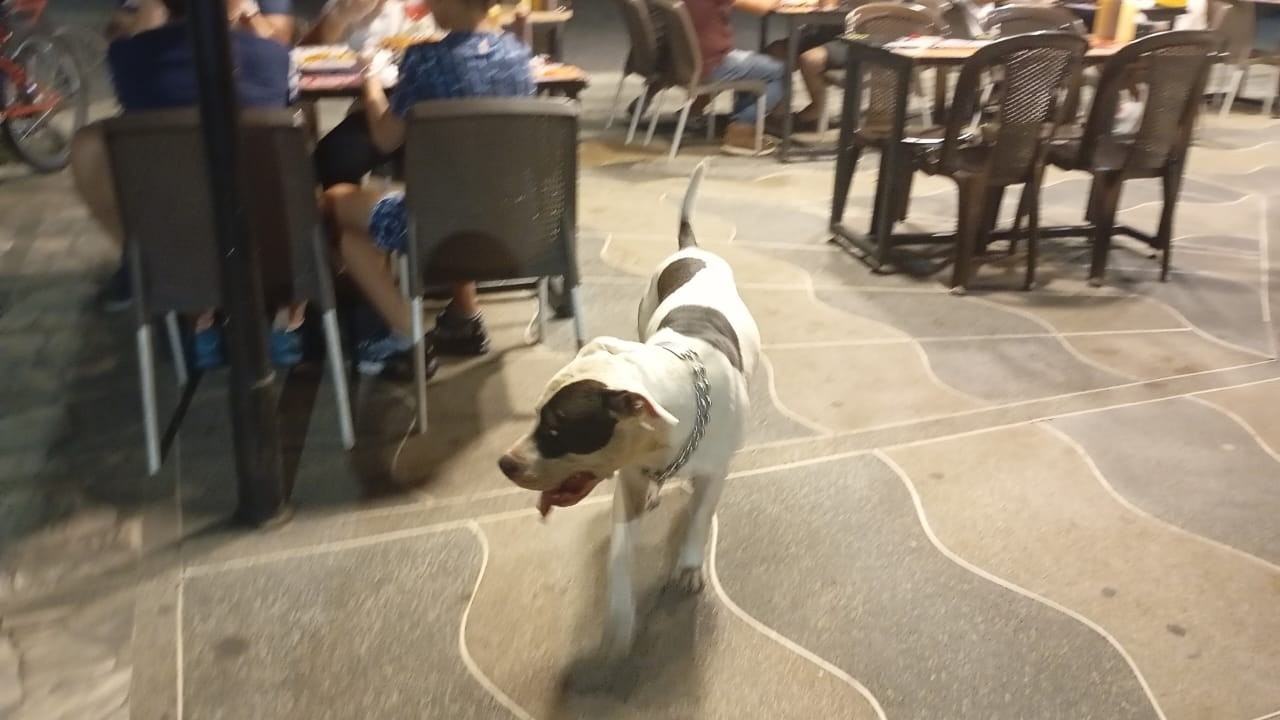 Perro encontrado en La Virginia, Risaralda 