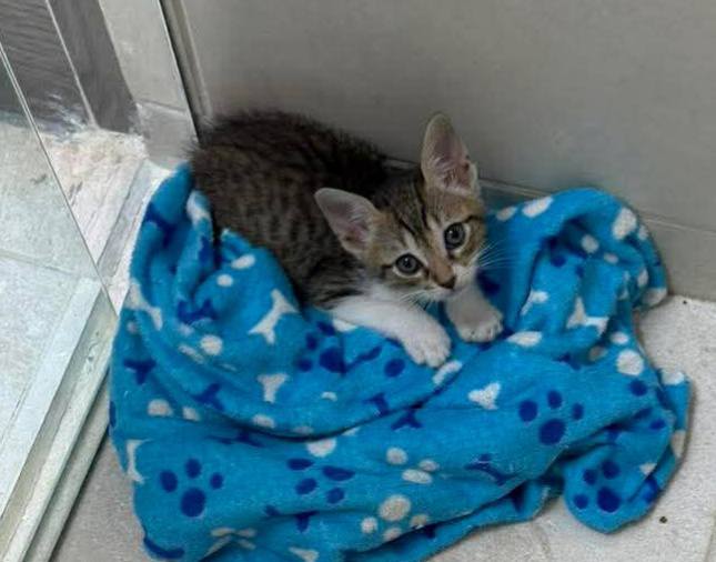 Gaticos en adopción en Risaralda 