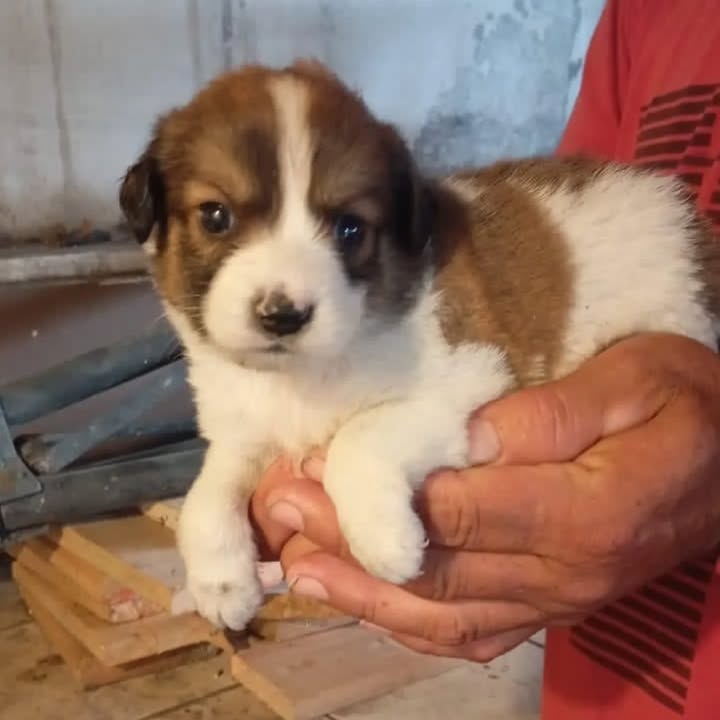 Cachorritos en adopción responsable 