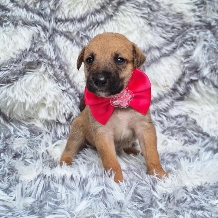 Adopción de Cachorrita en Risaralda 