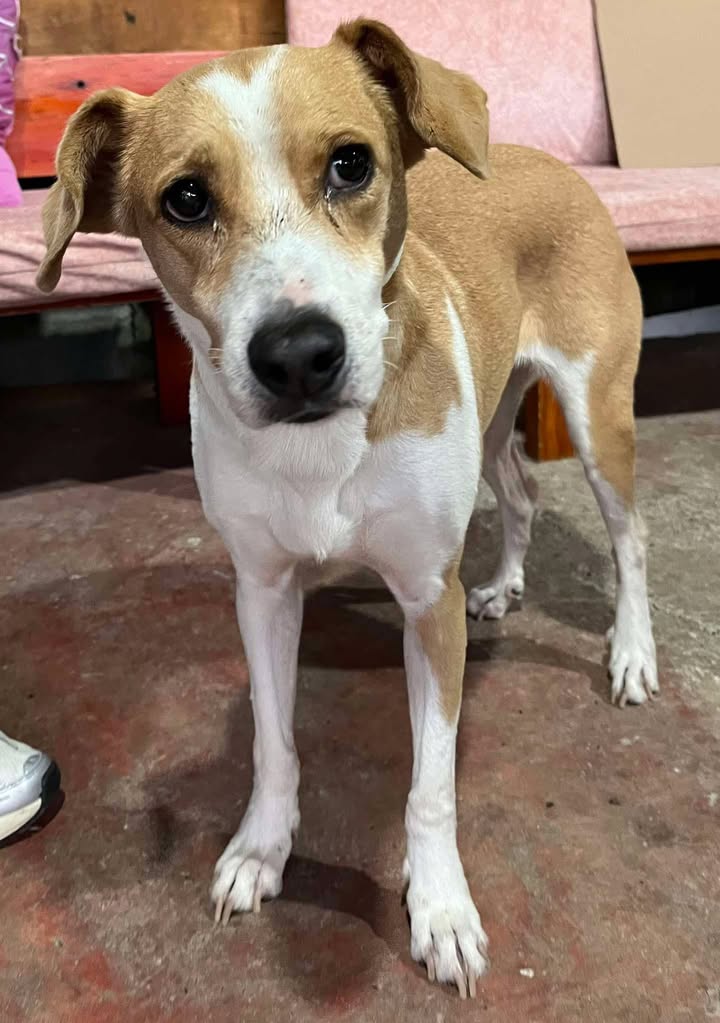 Perro Encontrado en Risaralda, Colombia 